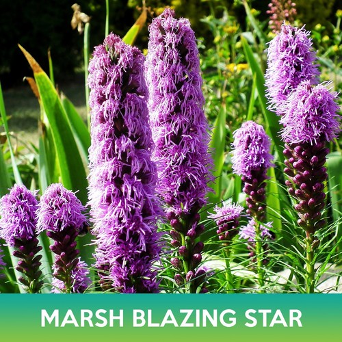 Marsh blazing star seeds - marsh,