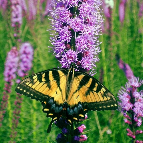 Purple blazing star - purple, flower