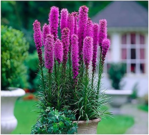 Purple blazing star 5 fresh - star,