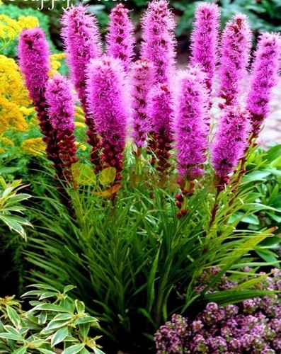 100 prairie blazing star seeds - 100+prairie,